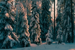 1 место_Пышкин Кирилл_ Пейзаж_Солнечная зимушка (Серия работ) (1)